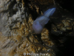 a small troglobite in the cave chan hol by Philippe Duval 